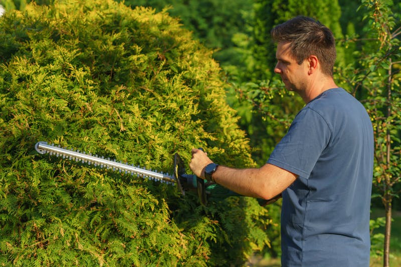 Man trimming a hedge