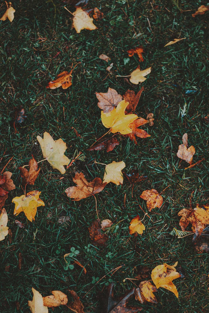 Autumn leaves scattered on a lawn